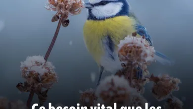 Protéger les Oiseaux en Hiver : L'Élément Crucial que 90% des Jardiniers Oublient