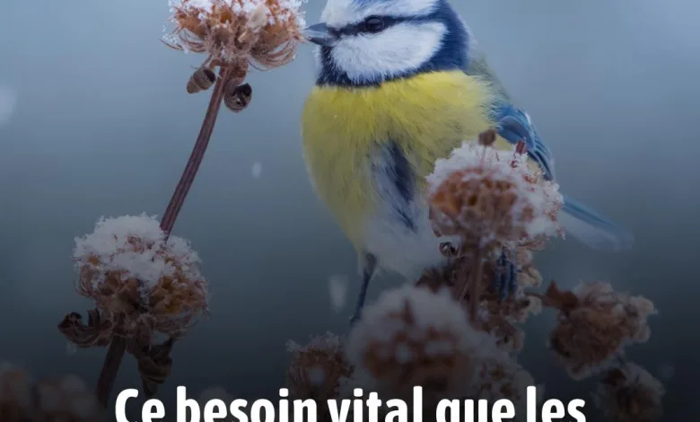Protéger les Oiseaux en Hiver : L'Élément Crucial que 90% des Jardiniers Oublient